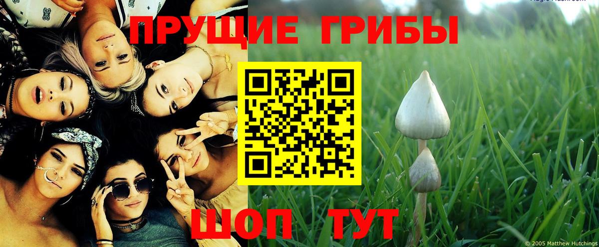 Галлюциногенные грибы ЛСД  Вход с VPN  Губкин  Галлюциногенные грибы GOLDEN TEACHER 